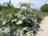 Heracleum sosnowskyi