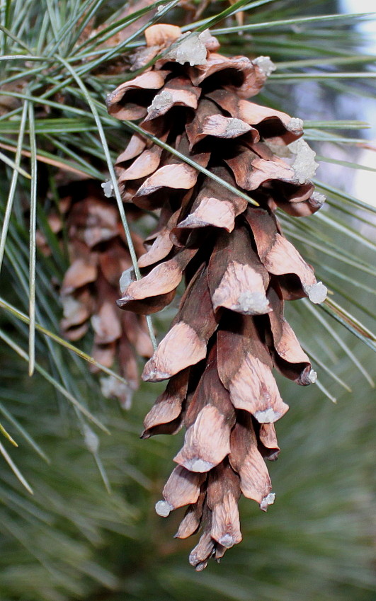 Изображение особи Pinus strobus.