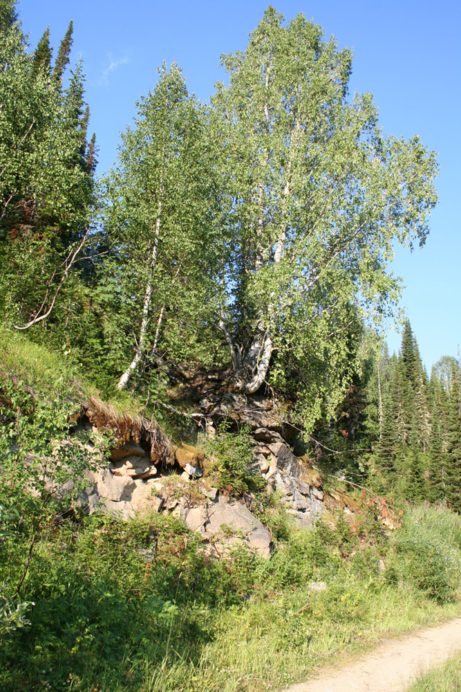 Image of Betula pendula specimen.