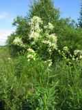 Thalictrum flavum