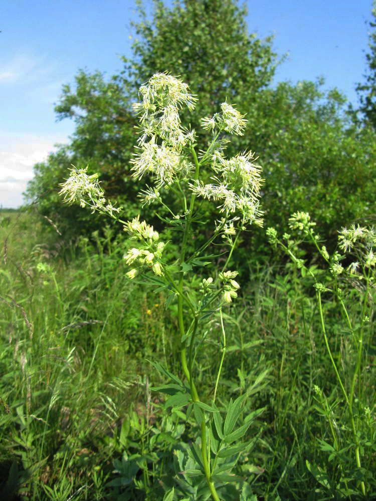 Изображение особи Thalictrum flavum.