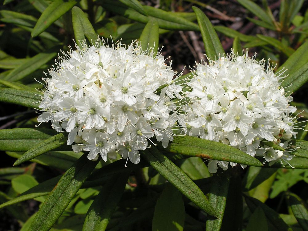 Image of Ledum hypoleucum specimen.