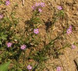 Spergularia rubra