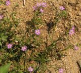 Spergularia rubra