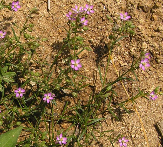 Image of Spergularia rubra specimen.