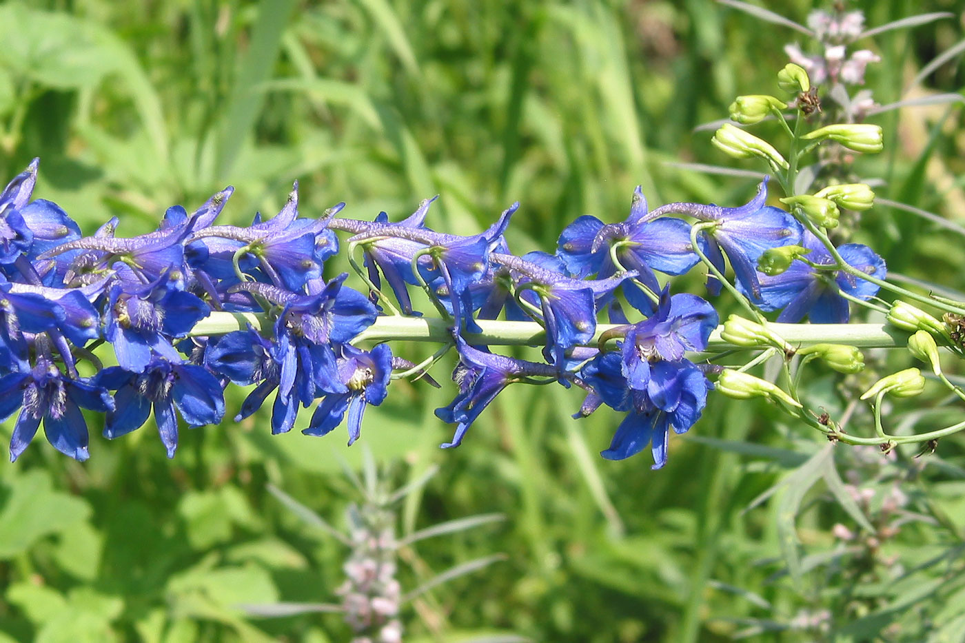 Image of Delphinium dictyocarpum specimen.