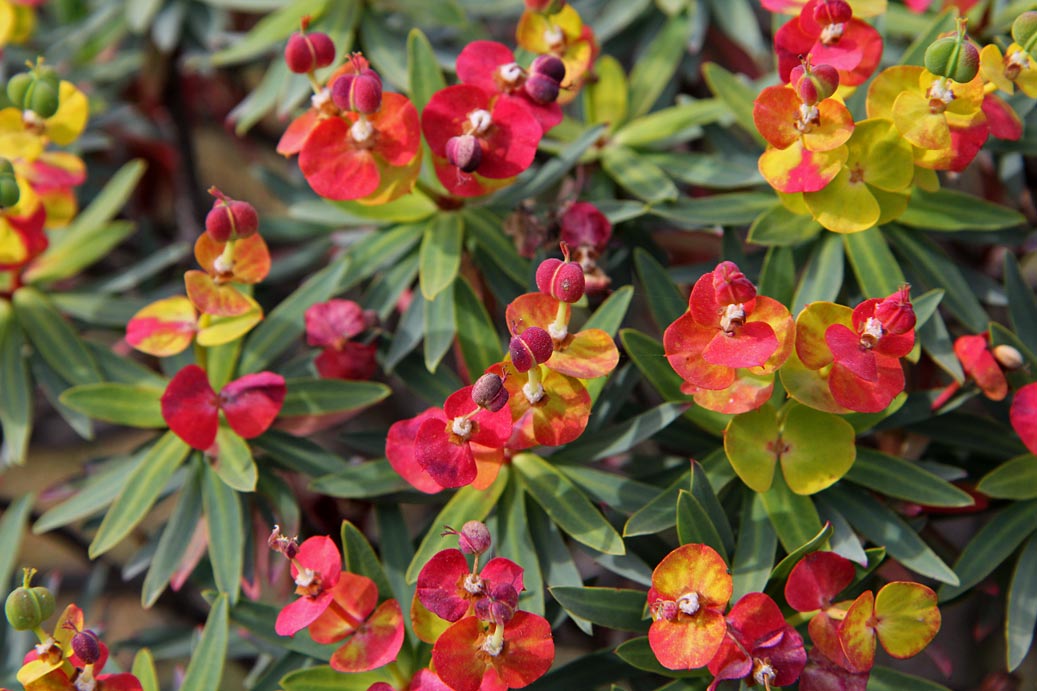 Изображение особи Euphorbia dendroides.