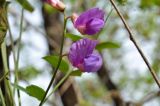 Lathyrus humilis