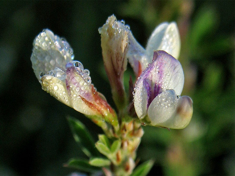 Изображение особи Lespedeza juncea.