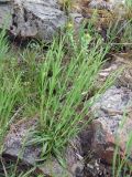 Dianthus superbus