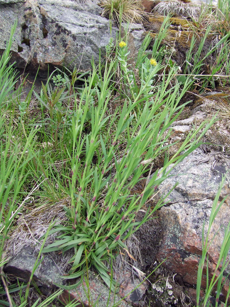 Изображение особи Dianthus superbus.