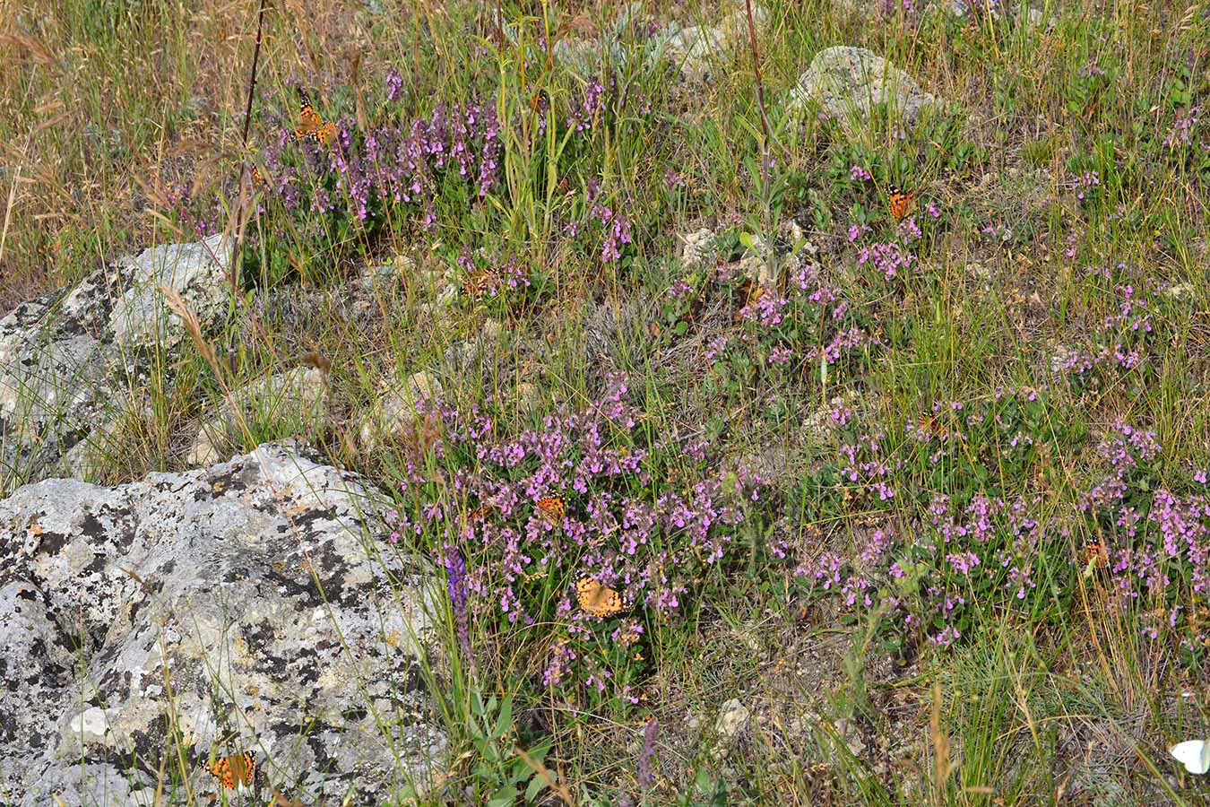 Image of Teucrium chamaedrys specimen.