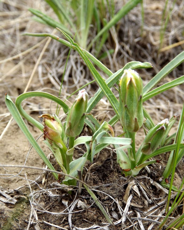 Изображение особи Scorzonera austriaca.