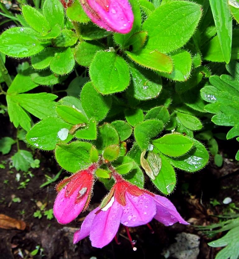 Изображение особи Rhododendron camtschaticum.