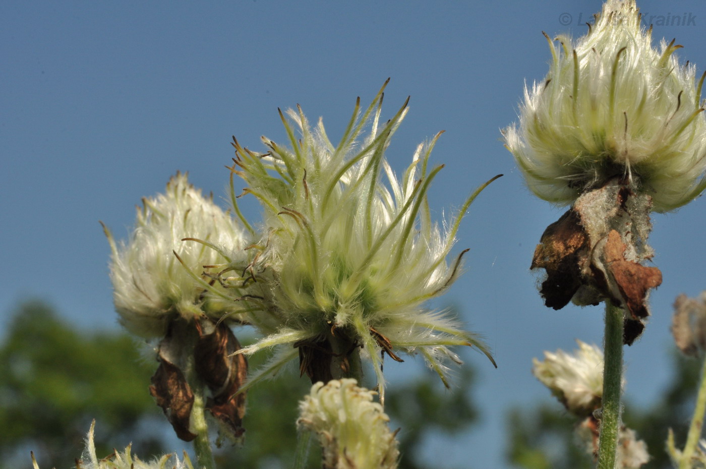 Image of Clematis hexapetala specimen.