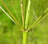 Alisma plantago-aquatica