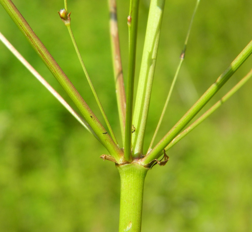 Image of Alisma plantago-aquatica specimen.