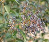 Ligustrum lucidum. Соплодие. Черноморское побережье Кавказа, г. Геленджик, в культуре. 3 ноября 2013 г.