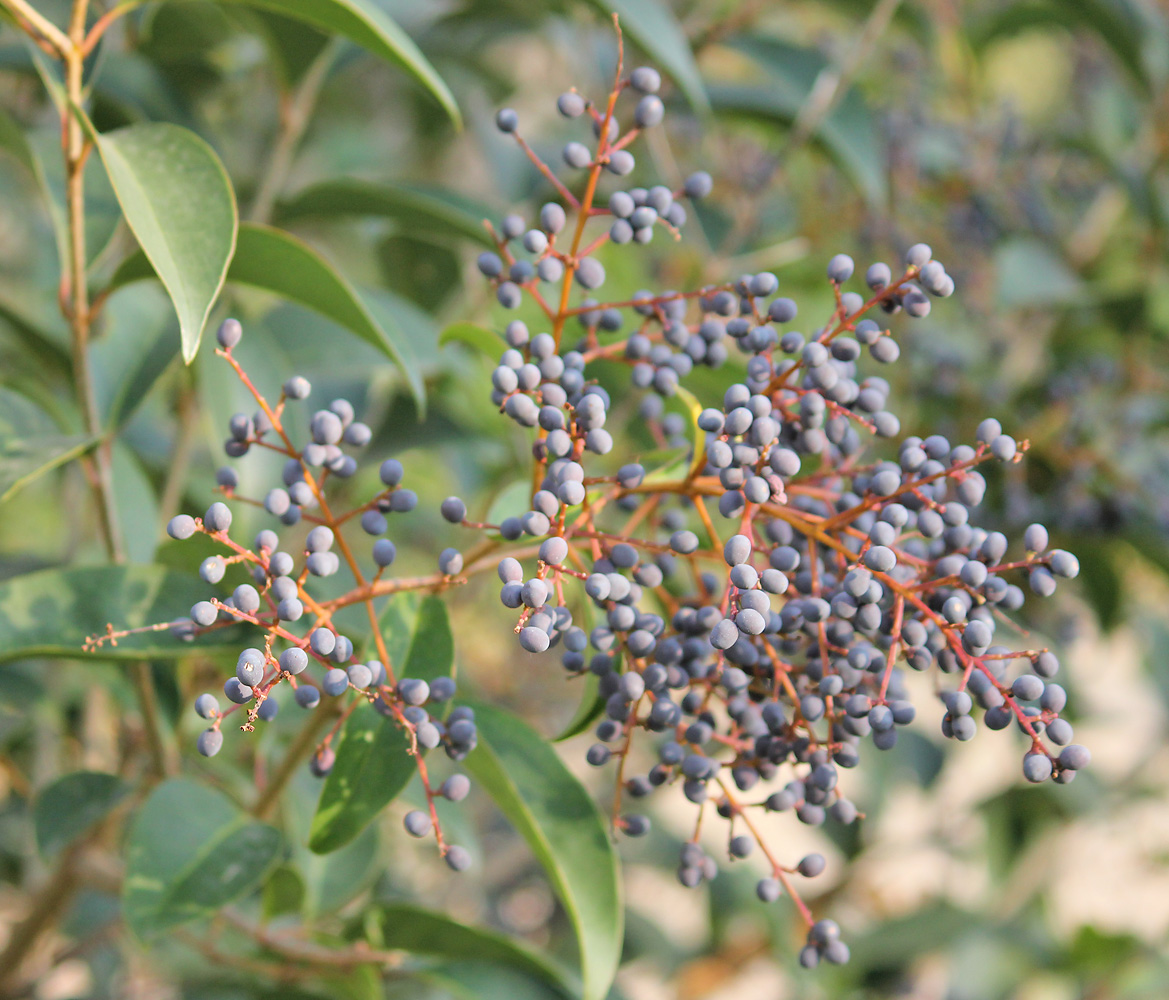 Image of Ligustrum lucidum specimen.