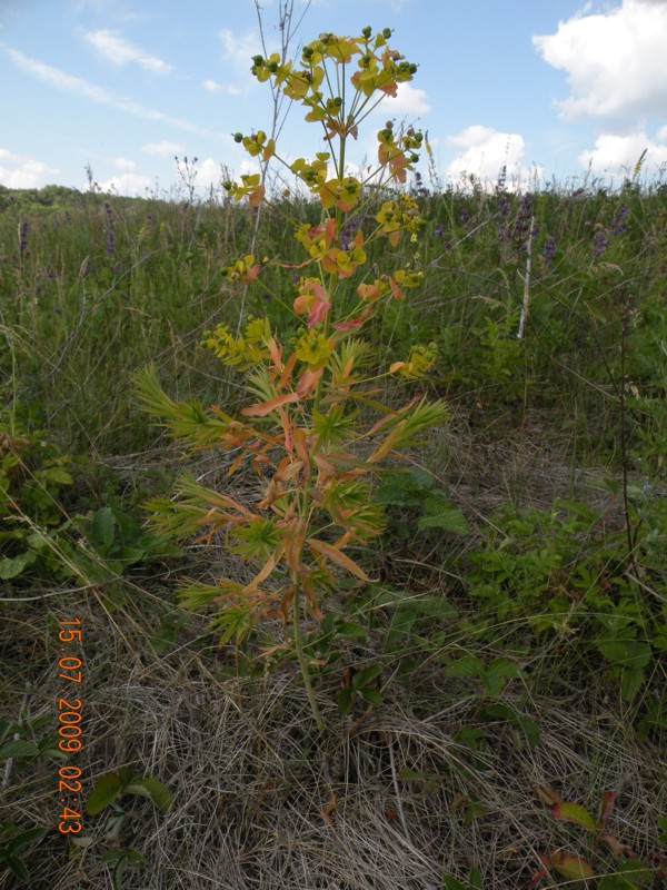 Image of Euphorbia virgata specimen.