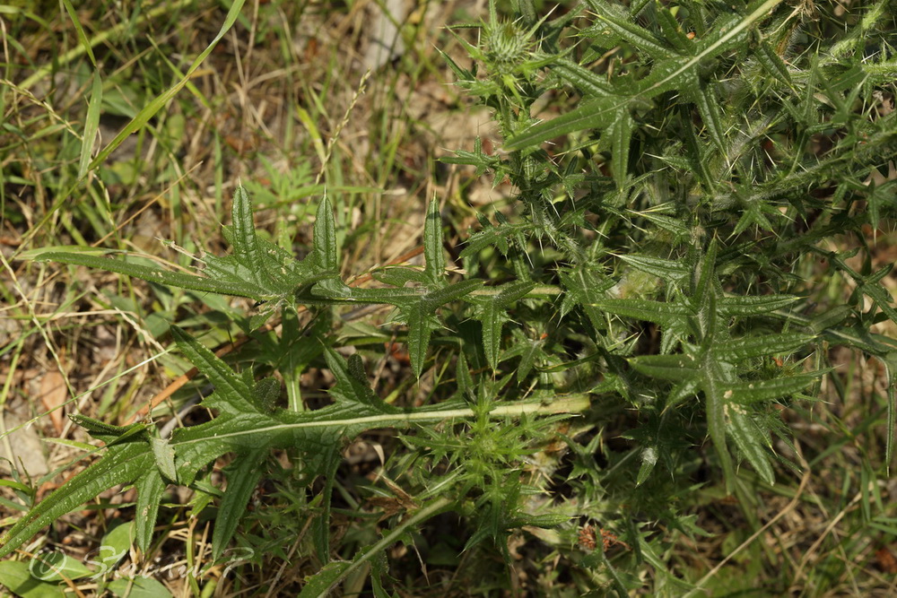 Image of Cirsium vulgare specimen.