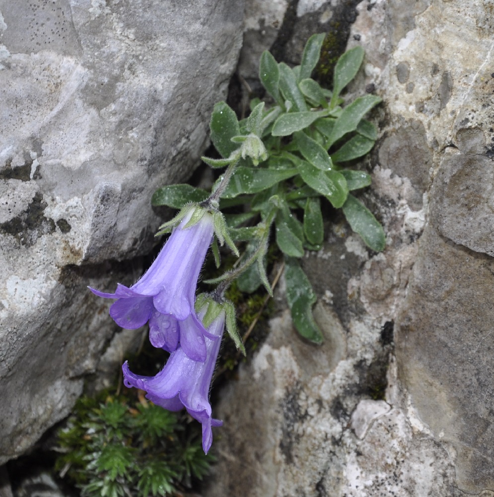 Изображение особи Campanula oreadum.