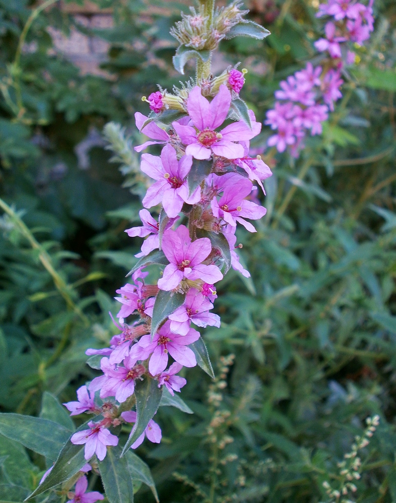 Image of Lythrum tomentosum specimen.