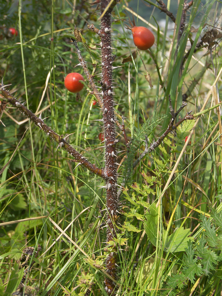 Изображение особи Rosa pulverulenta.