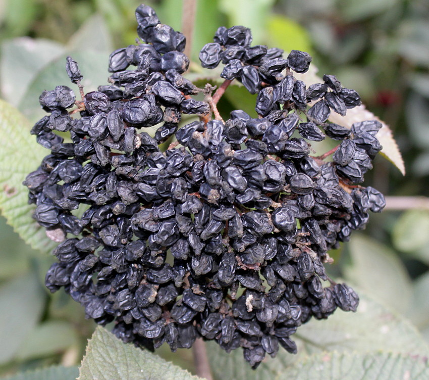 Image of Viburnum lantana specimen.