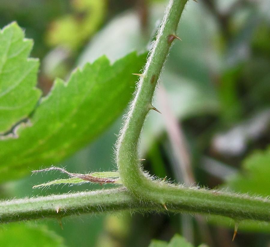 Image of Rubus canescens specimen.