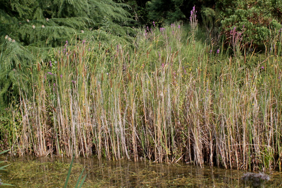 Изображение особи Typha angustifolia.