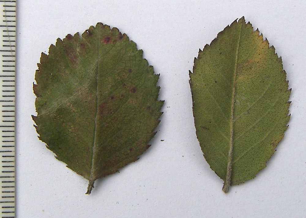 Image of Rosa marginata specimen.