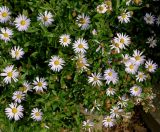 Boltonia asteroides variety latisquama. Цветущие растения ('Nana'). Германия, г. Крефельд, Ботанический сад. 06.09.2014.