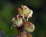 Alcea rosea. Плоды. Московская обл., Раменский р-н, окр. дер. Хрипань, садовый участок. 16.09.2014.