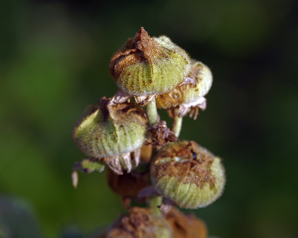 Изображение особи Alcea rosea.