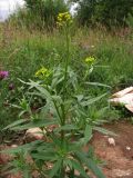 Erysimum cheiranthoides