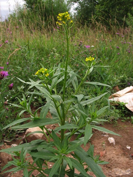 Изображение особи Erysimum cheiranthoides.