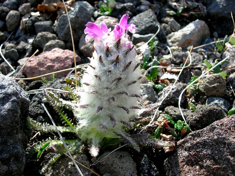 Изображение особи Pedicularis pallasii.