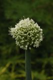 Allium pskemense