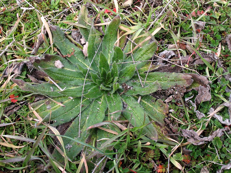 Image of Echium biebersteinii specimen.