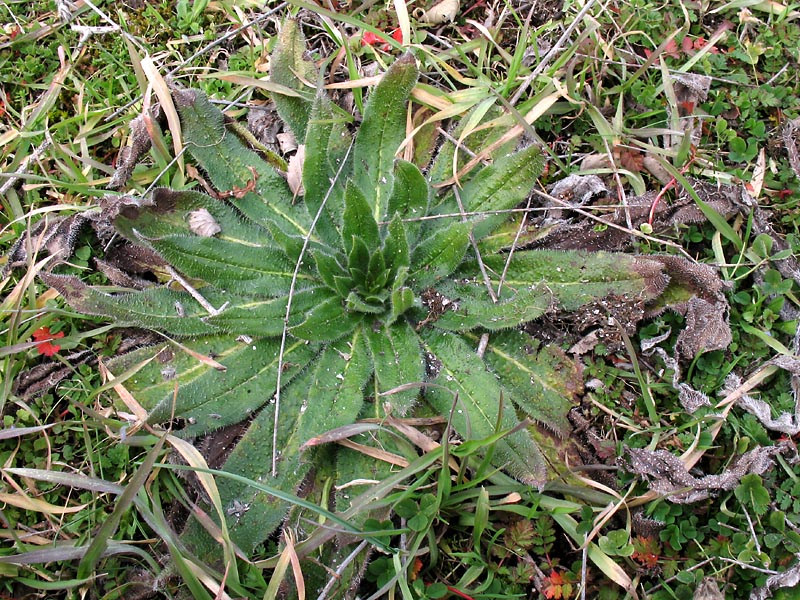 Изображение особи Echium biebersteinii.