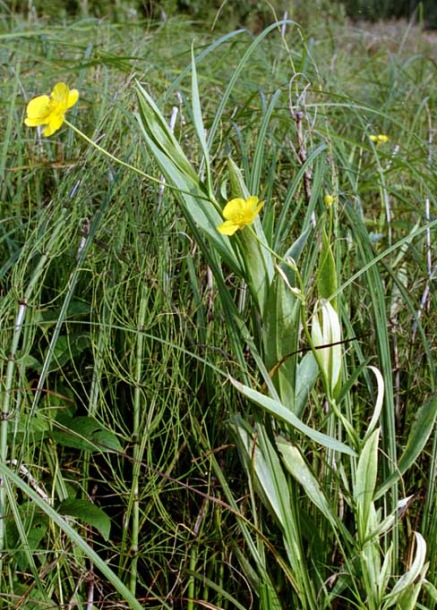 Image of Ranunculus lingua specimen.