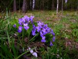 Viola hirta. Цветущее растение на поляне в черневом лесу. Красноярский край, Ермаковский р-н, окр. пос. Танзыбей, склон Китаевой горы. 06.05.2009.