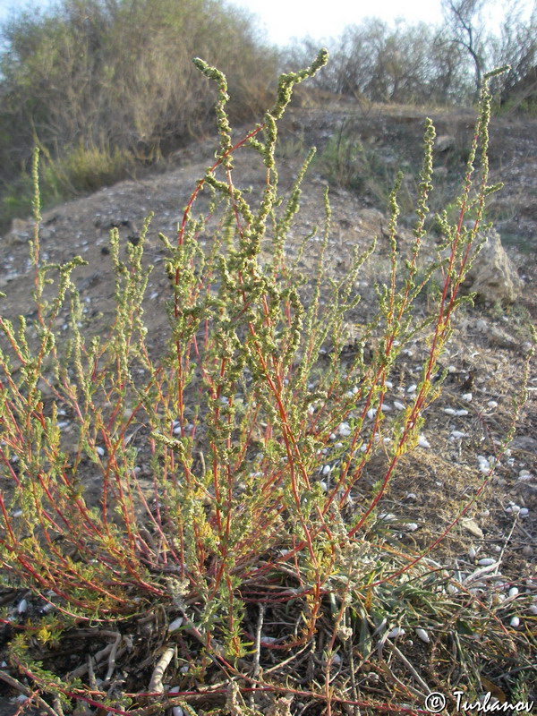 Image of Bassia prostrata specimen.