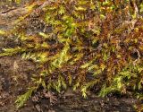 Leptodictyum riparium