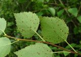 Betula pubescens