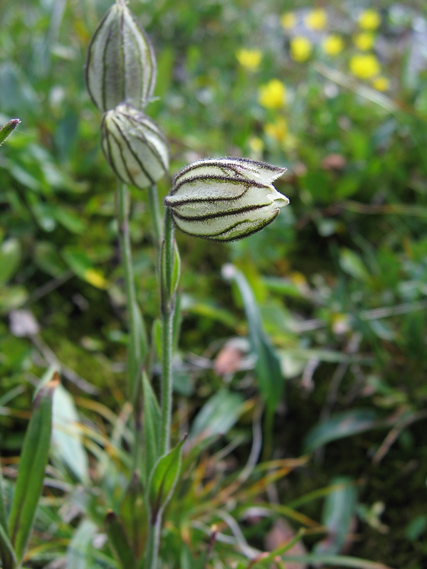 Изображение особи Gastrolychnis uniflora.