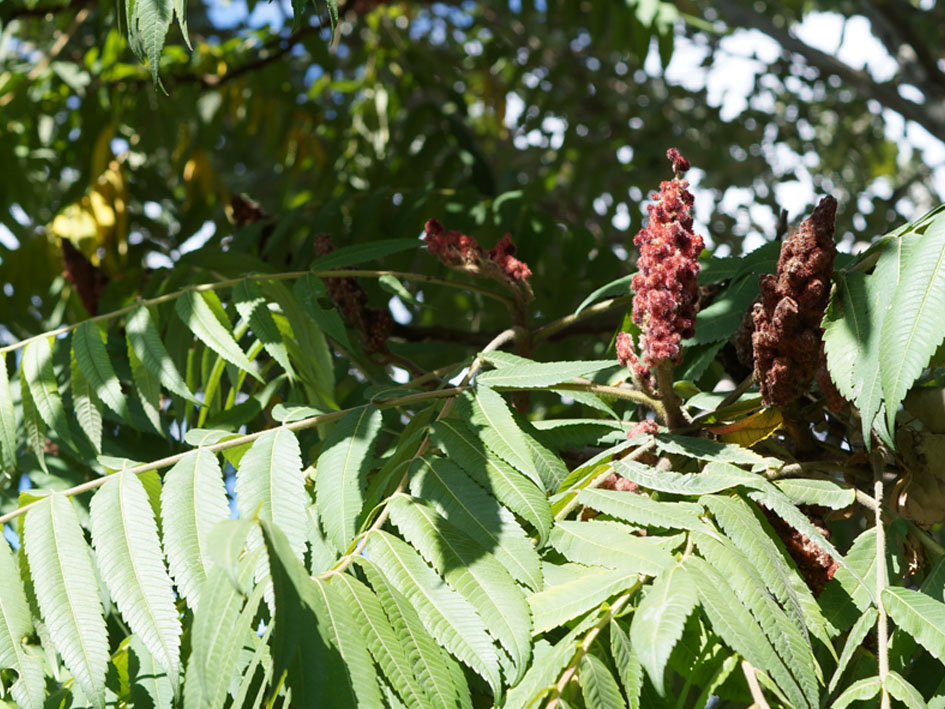 Изображение особи Rhus typhina.