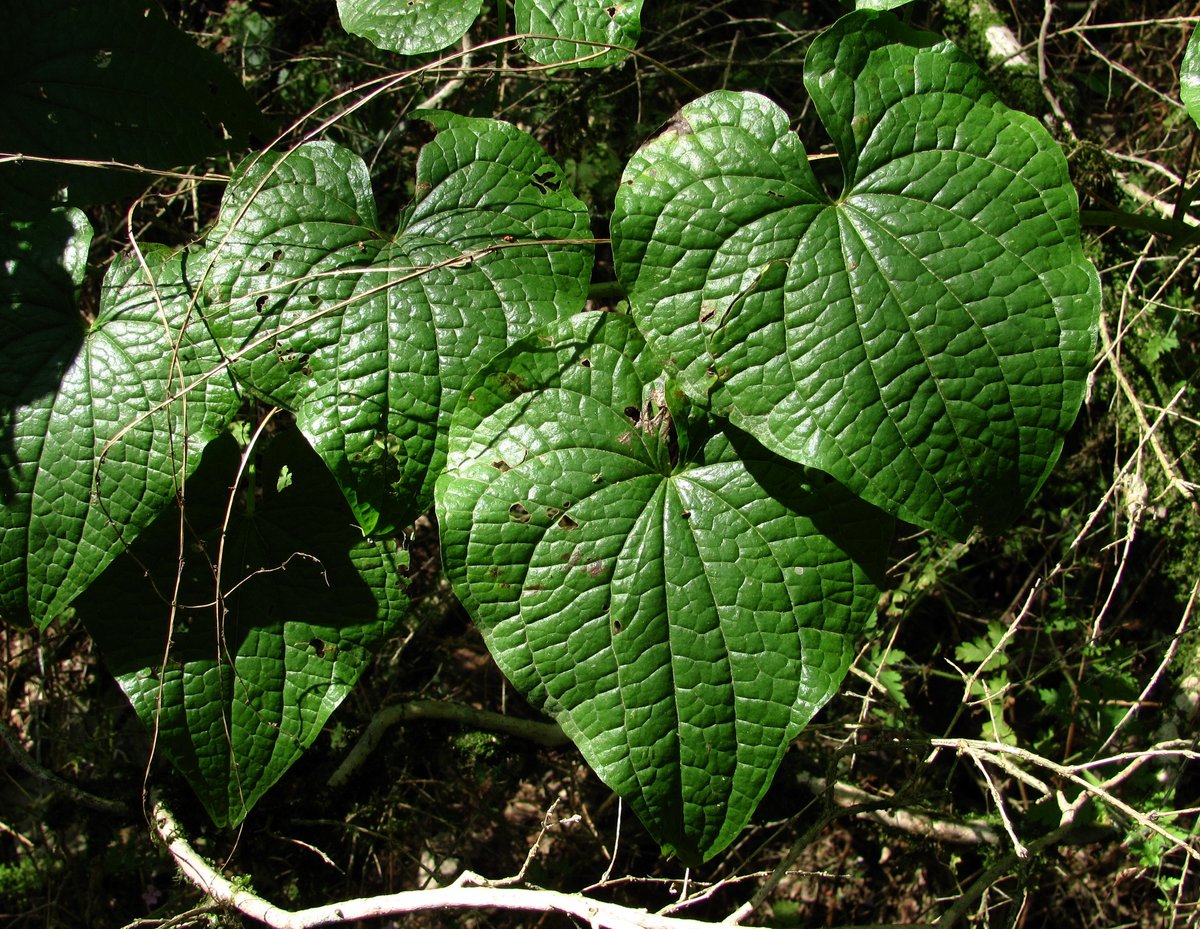 Image of Tamus communis specimen.
