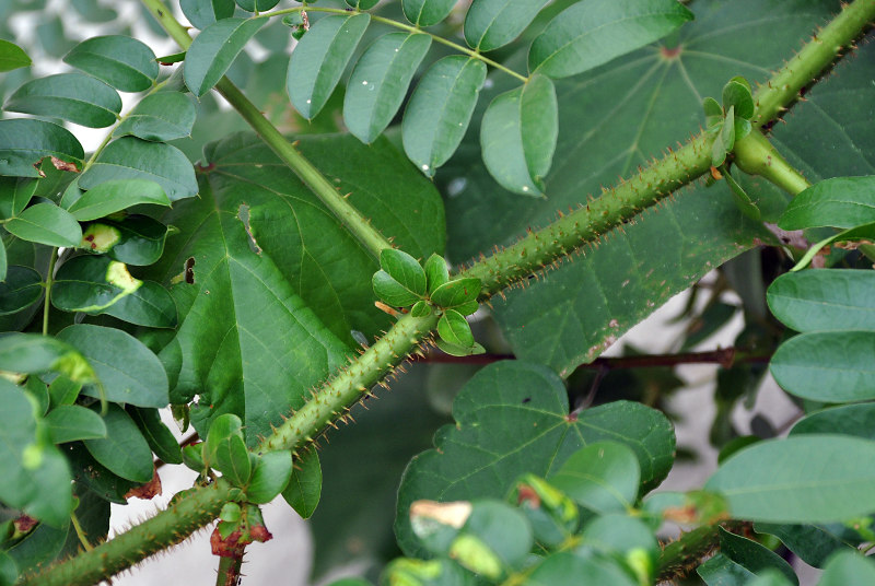 Image of Caesalpinia bonduc specimen.